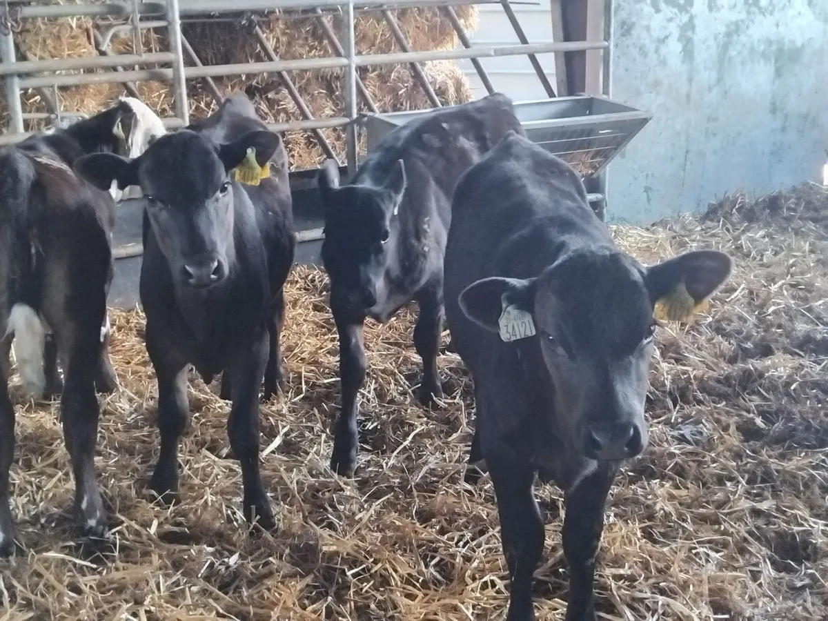 Good quality angus runners - Image 2