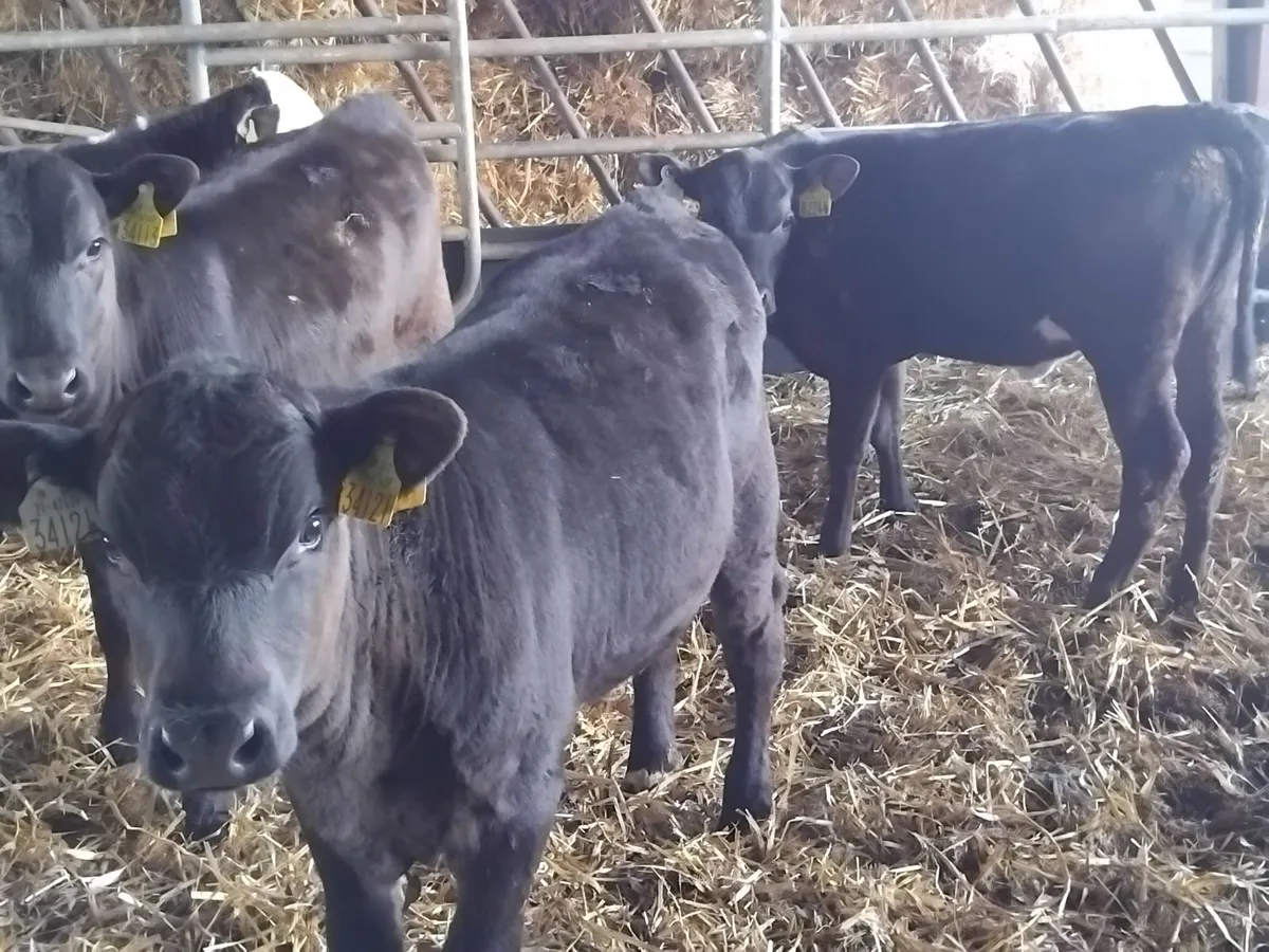 Good quality angus runners - Image 1