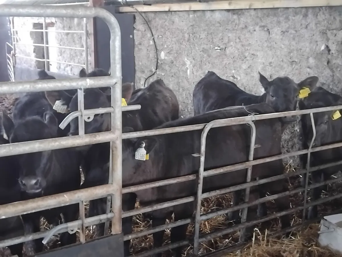 Good quality angus runners - Image 3