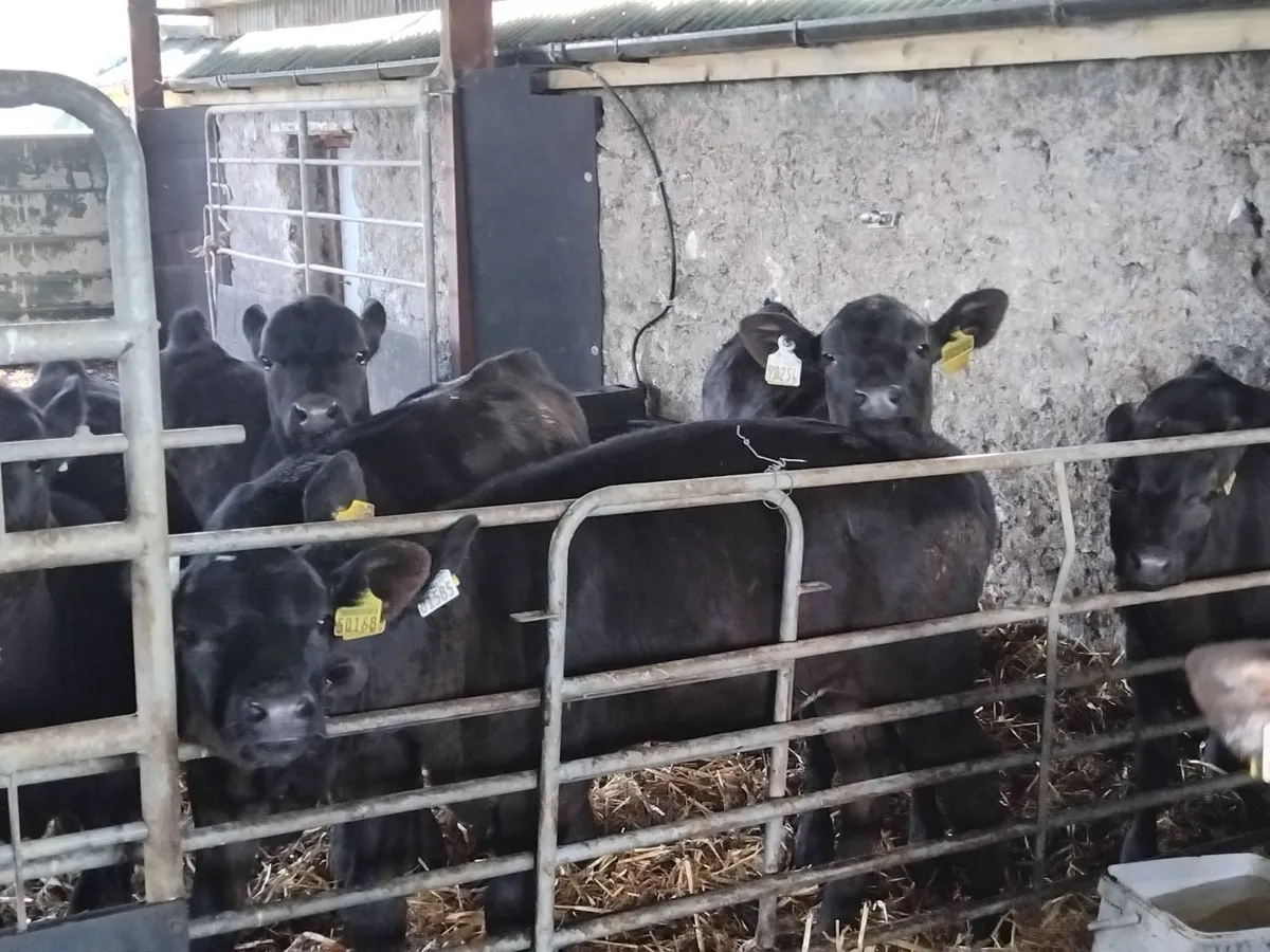 Good quality angus runners - Image 4