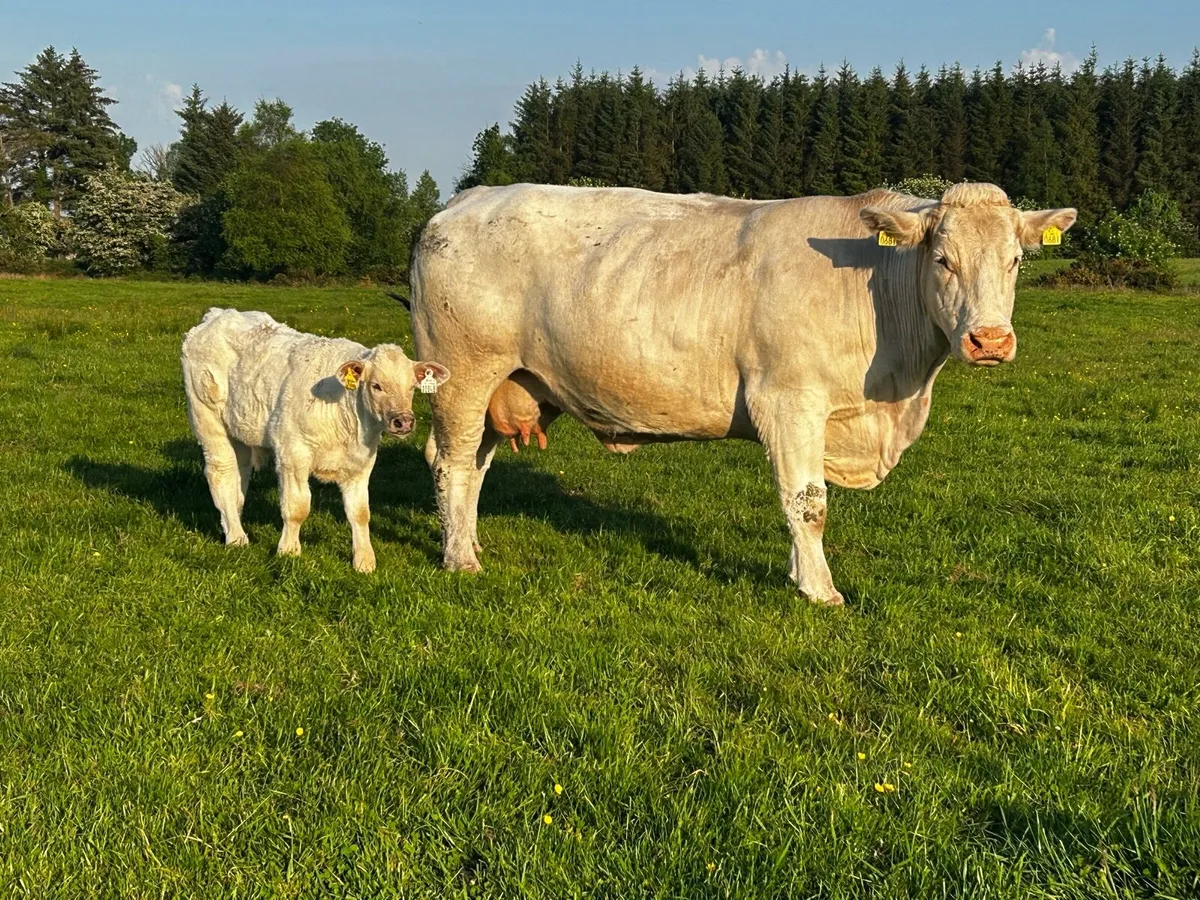 Super 4 Star Charolais Cow & Calf - Image 1