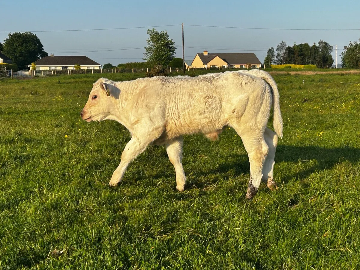 Super 4 Star Charolais Cow & Calf - Image 2