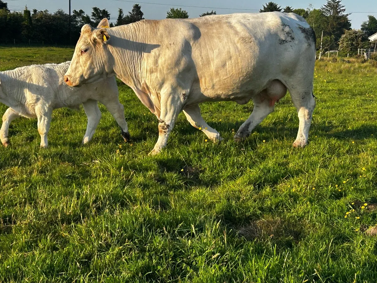 Super 4 Star Charolais Cow & Calf - Image 3