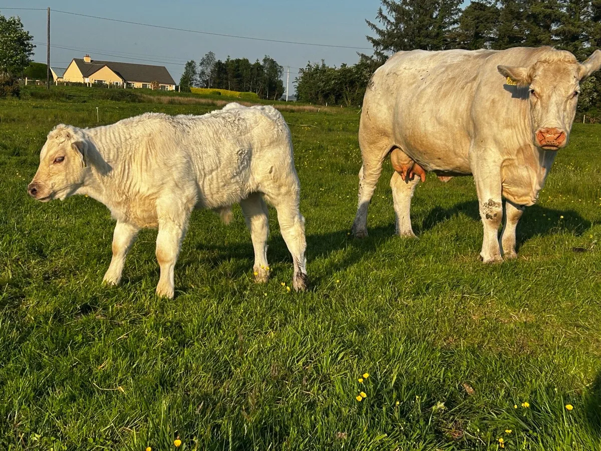 Super 4 Star Charolais Cow & Calf - Image 4