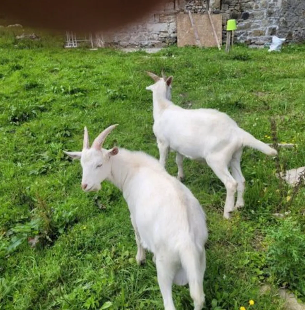 Male goat