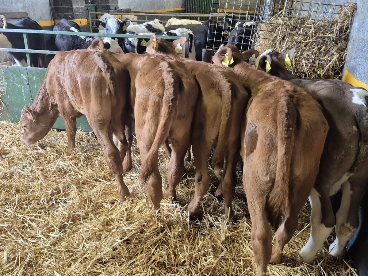 5 Limousine Heifer Calves - Image 1