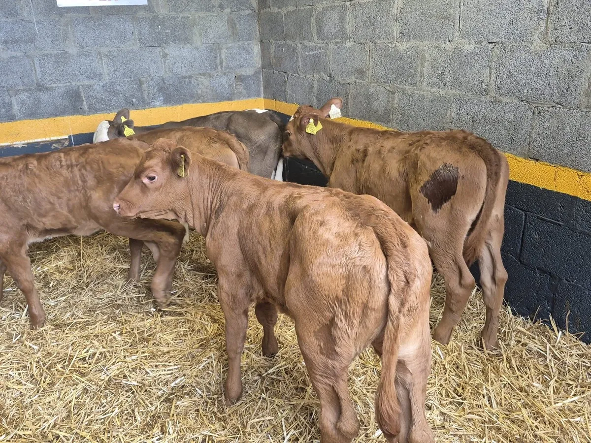 5 Limousine Heifer Calves - Image 2