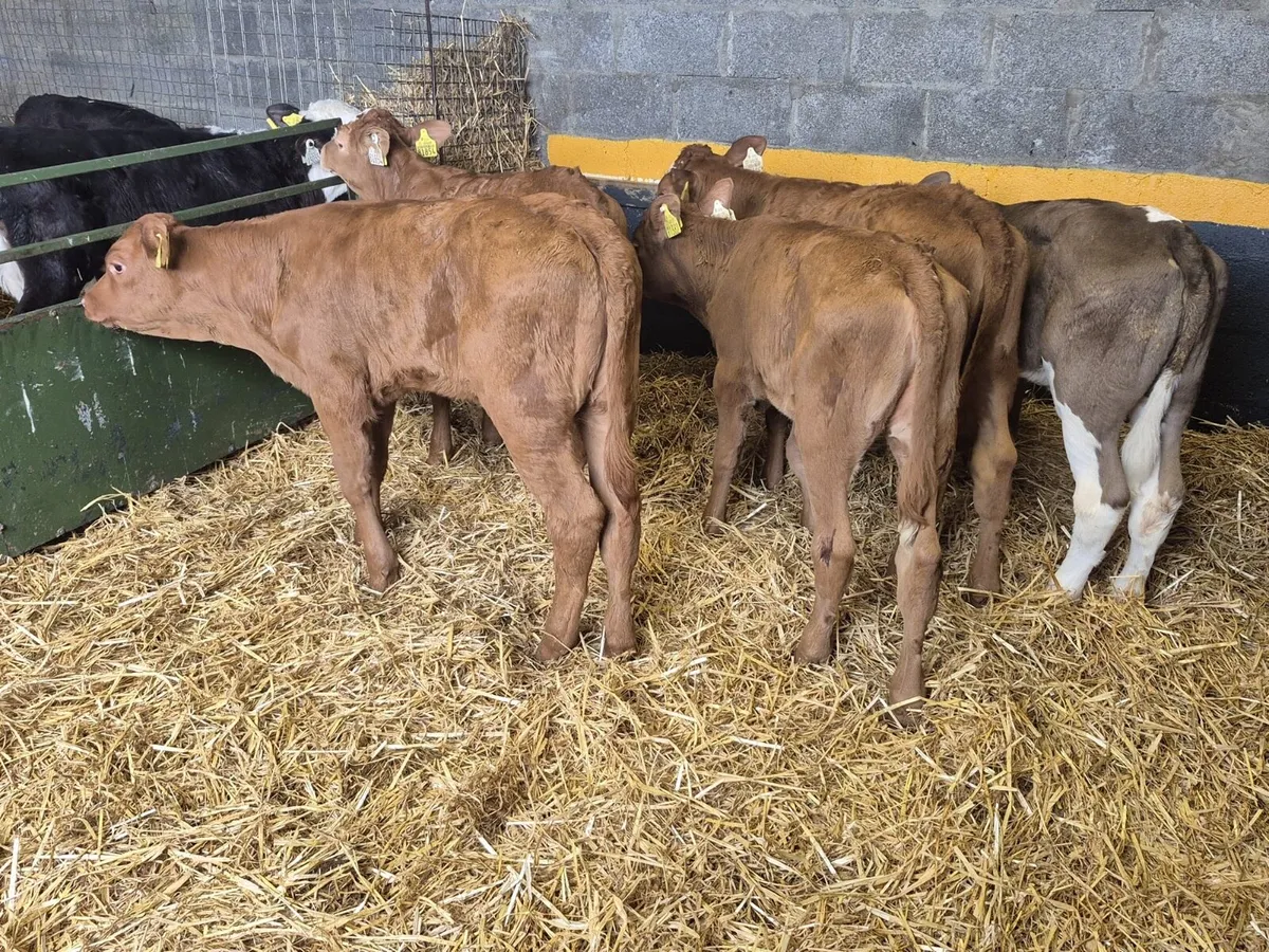 5 Limousine Heifer Calves - Image 3
