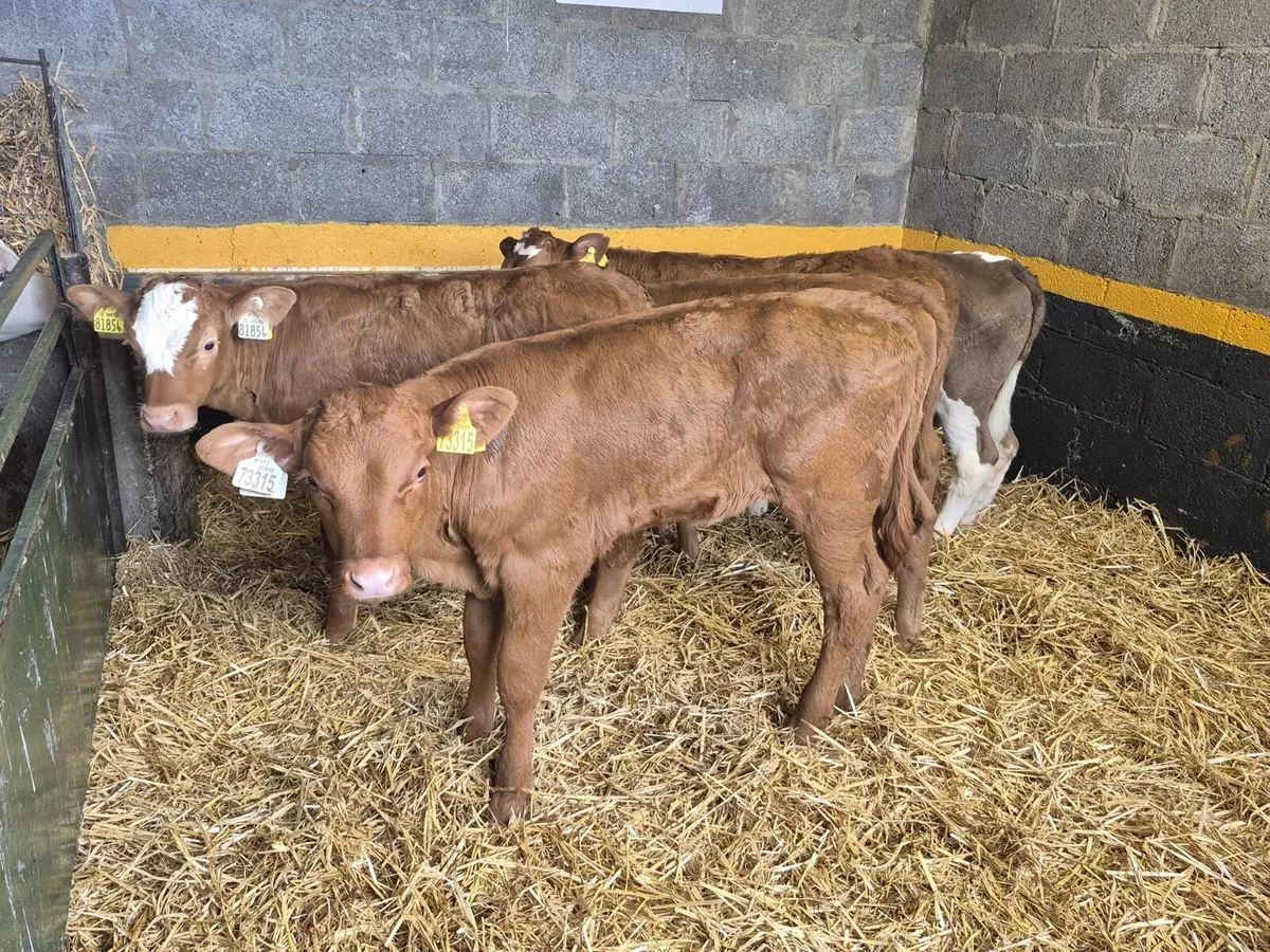 5 Limousine Heifer Calves - Image 4