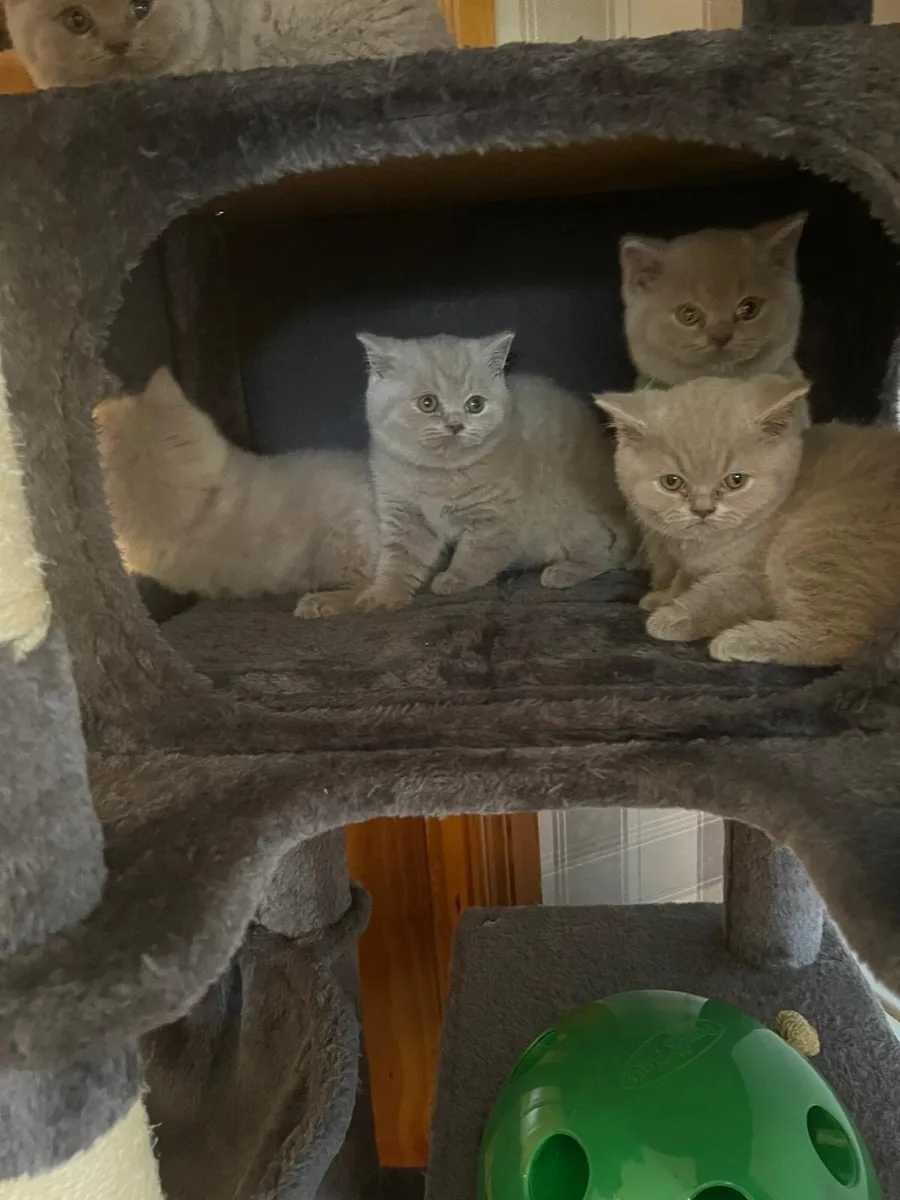 British Shorthair Kittens - Image 2