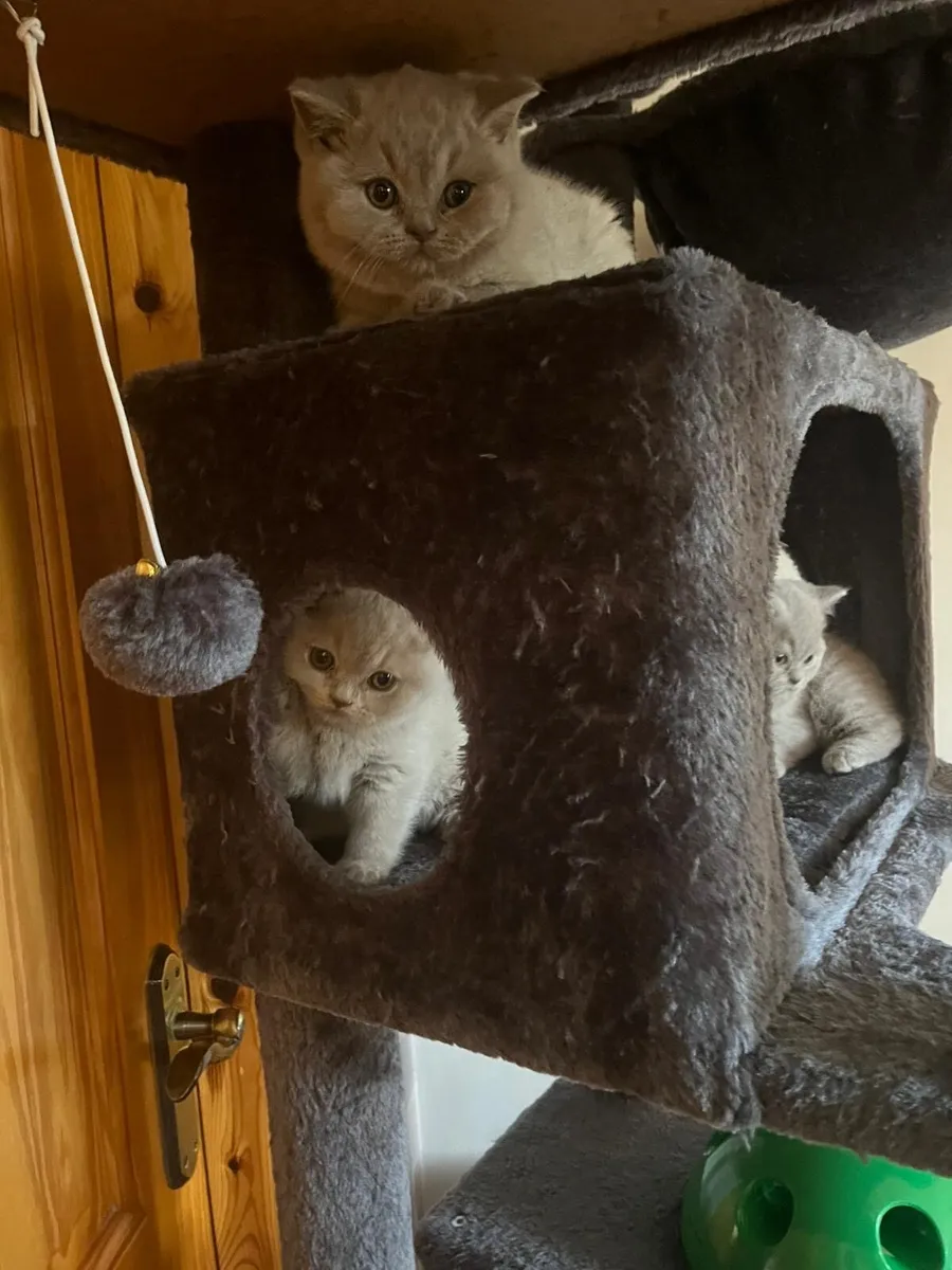 British Shorthair Kittens - Image 3