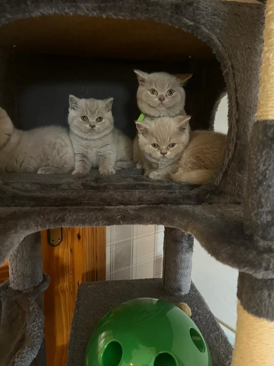 British Shorthair Kittens - Image 1