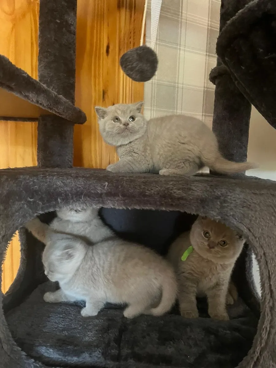British Shorthair Kittens - Image 4