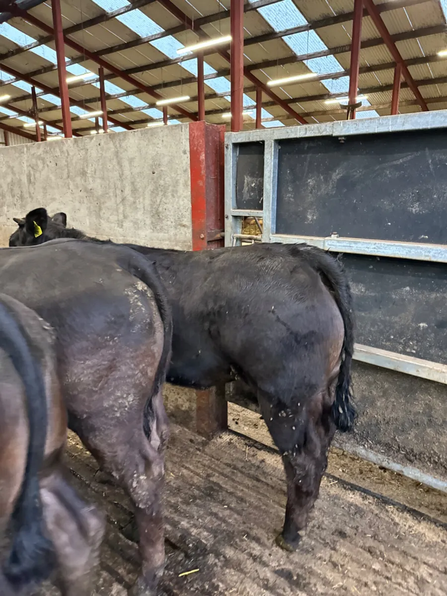 Lim heifers - Image 3