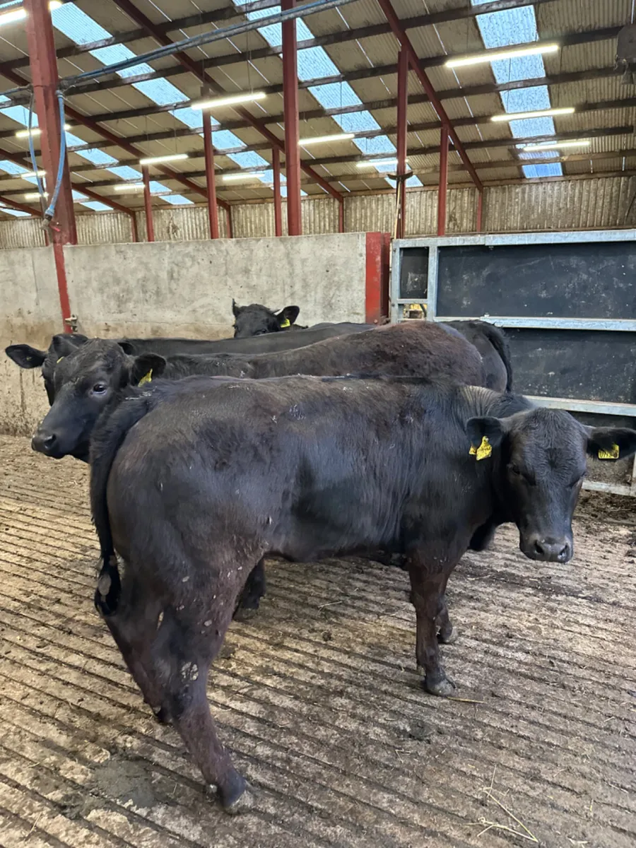 Lim heifers - Image 4