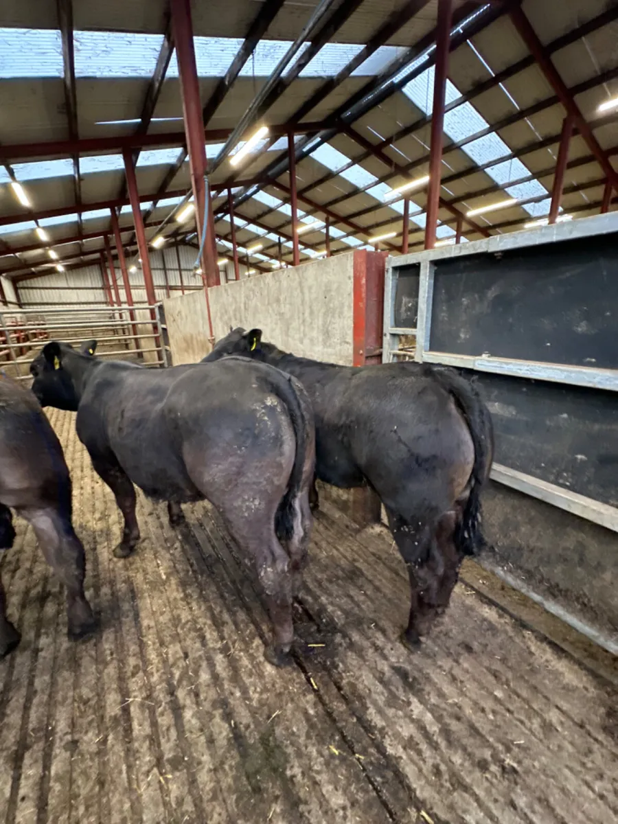 Lim heifers - Image 1