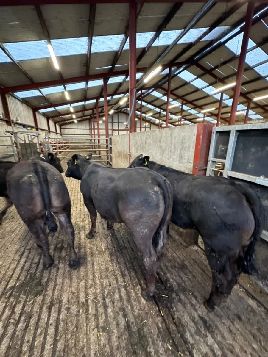 Lim heifers - Image 2