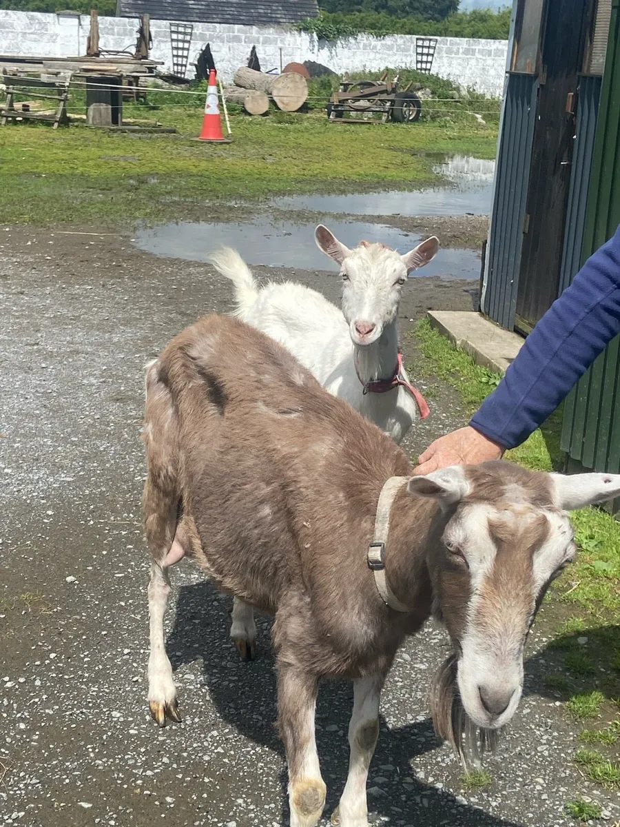 Kid goats & Milking goats - Image 4