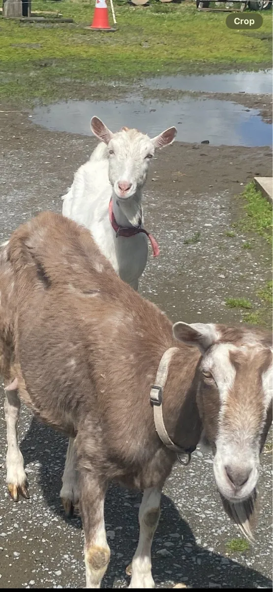 Kid goats & Milking goats - Image 3