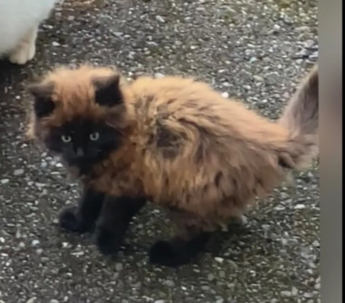 Black Maine coon Kitten - Image 3