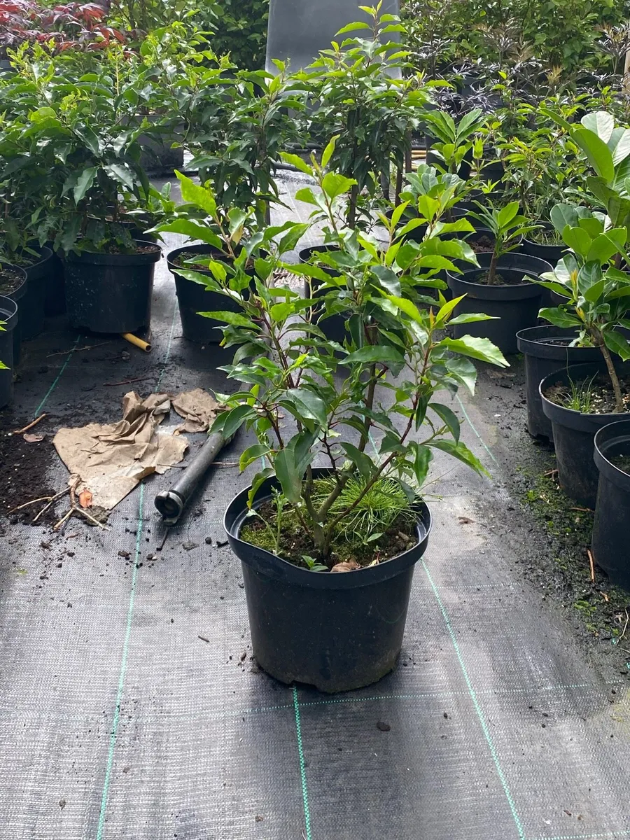 PORTUGUESE LAUREL HEDGING - Image 1
