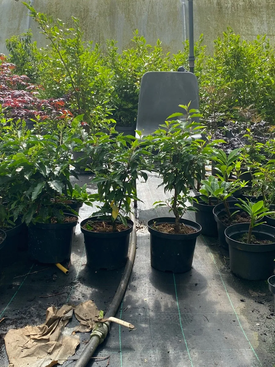 PORTUGUESE LAUREL HEDGING - Image 2