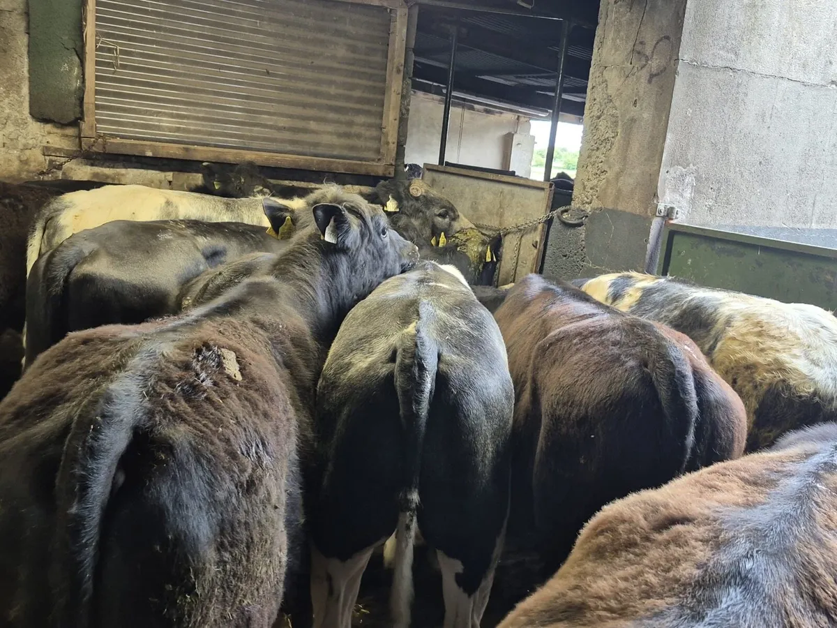 🌱14 Store Bullocks 400kgs🌱 - Image 2