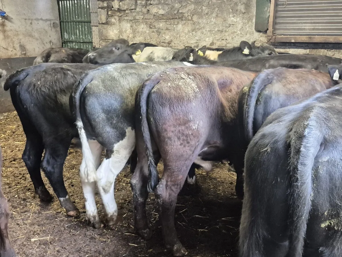 🌱14 Store Bullocks 400kgs🌱 - Image 3
