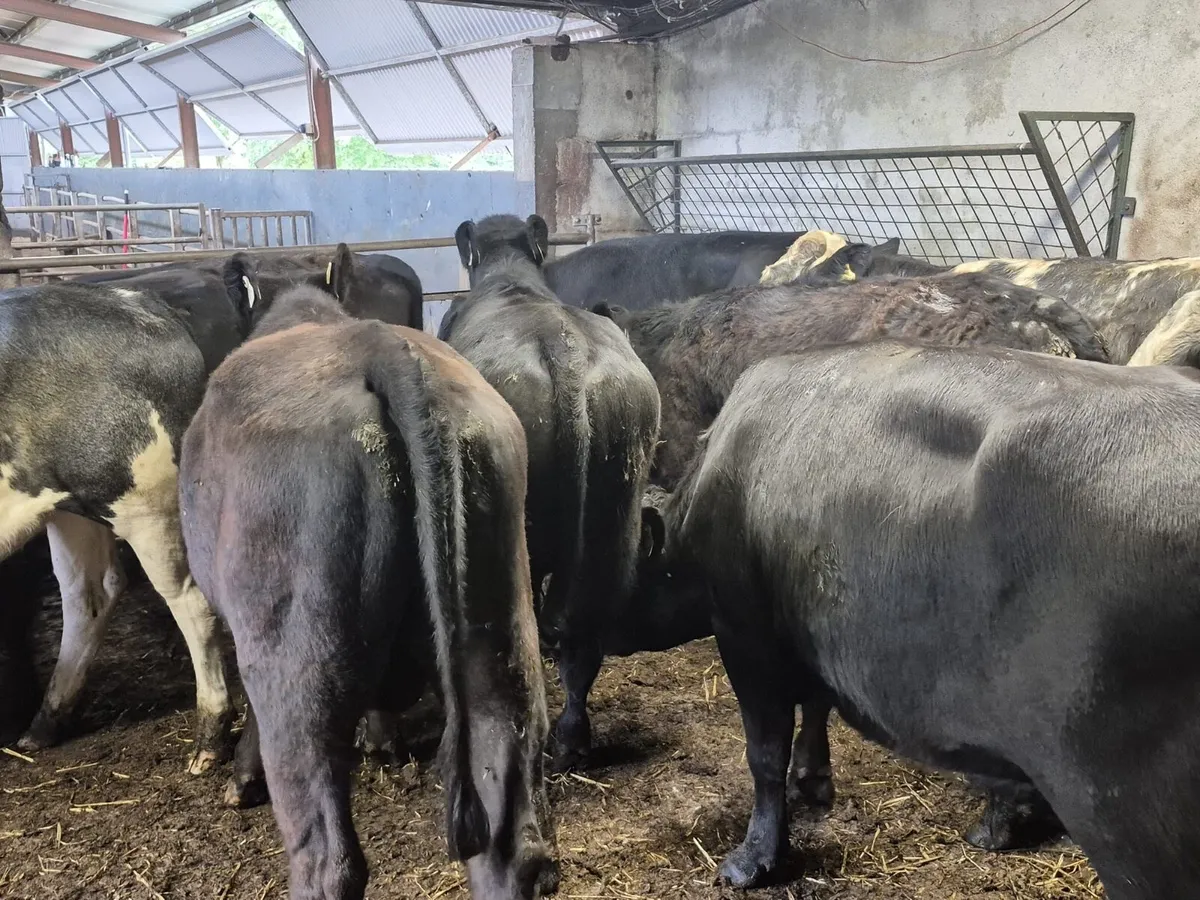 🌱14 Store Bullocks 400kgs🌱 - Image 4