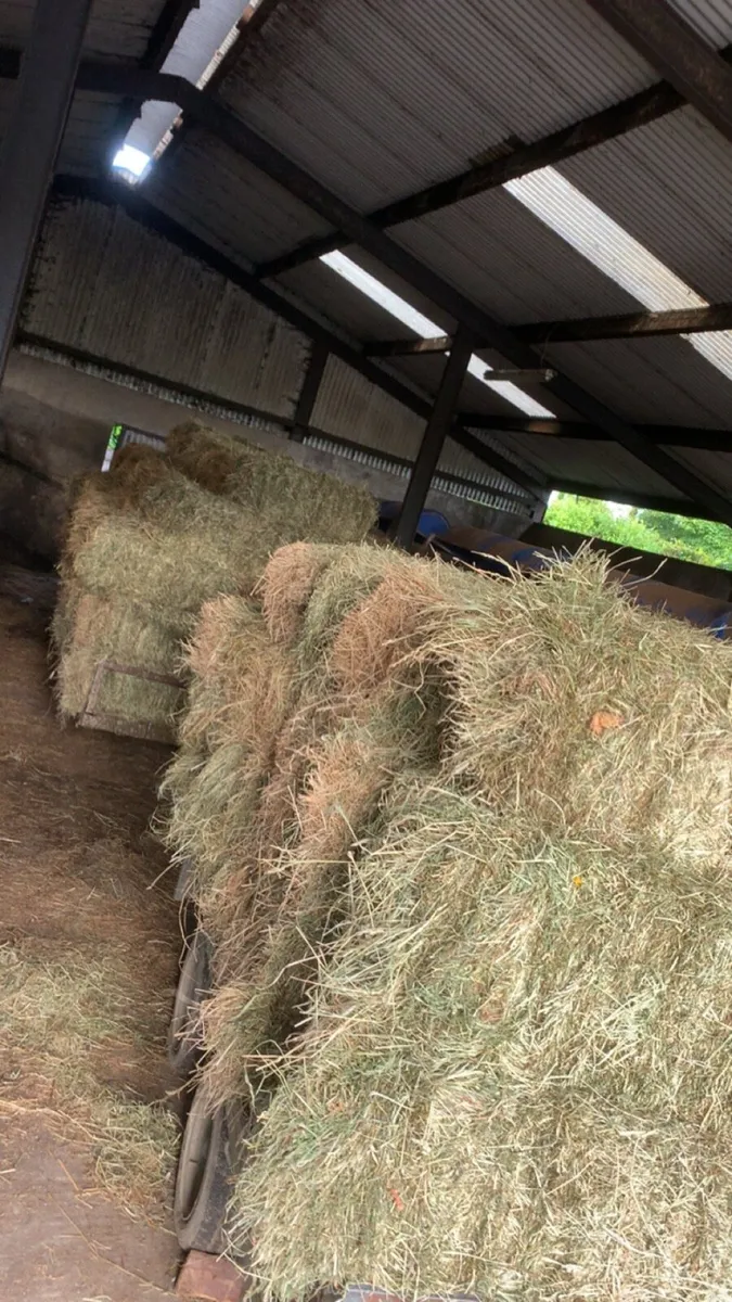 Square bales of hay - Image 2