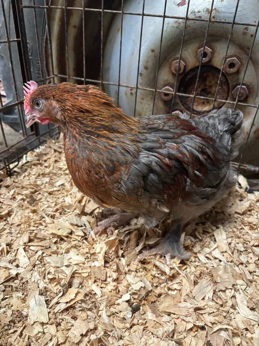 Black Copper Marren Roosters - Image 3
