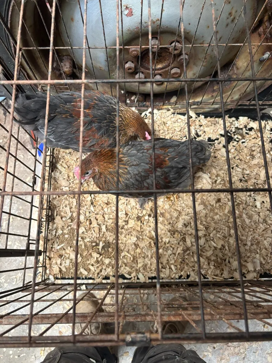 Black Copper Marren Roosters - Image 4