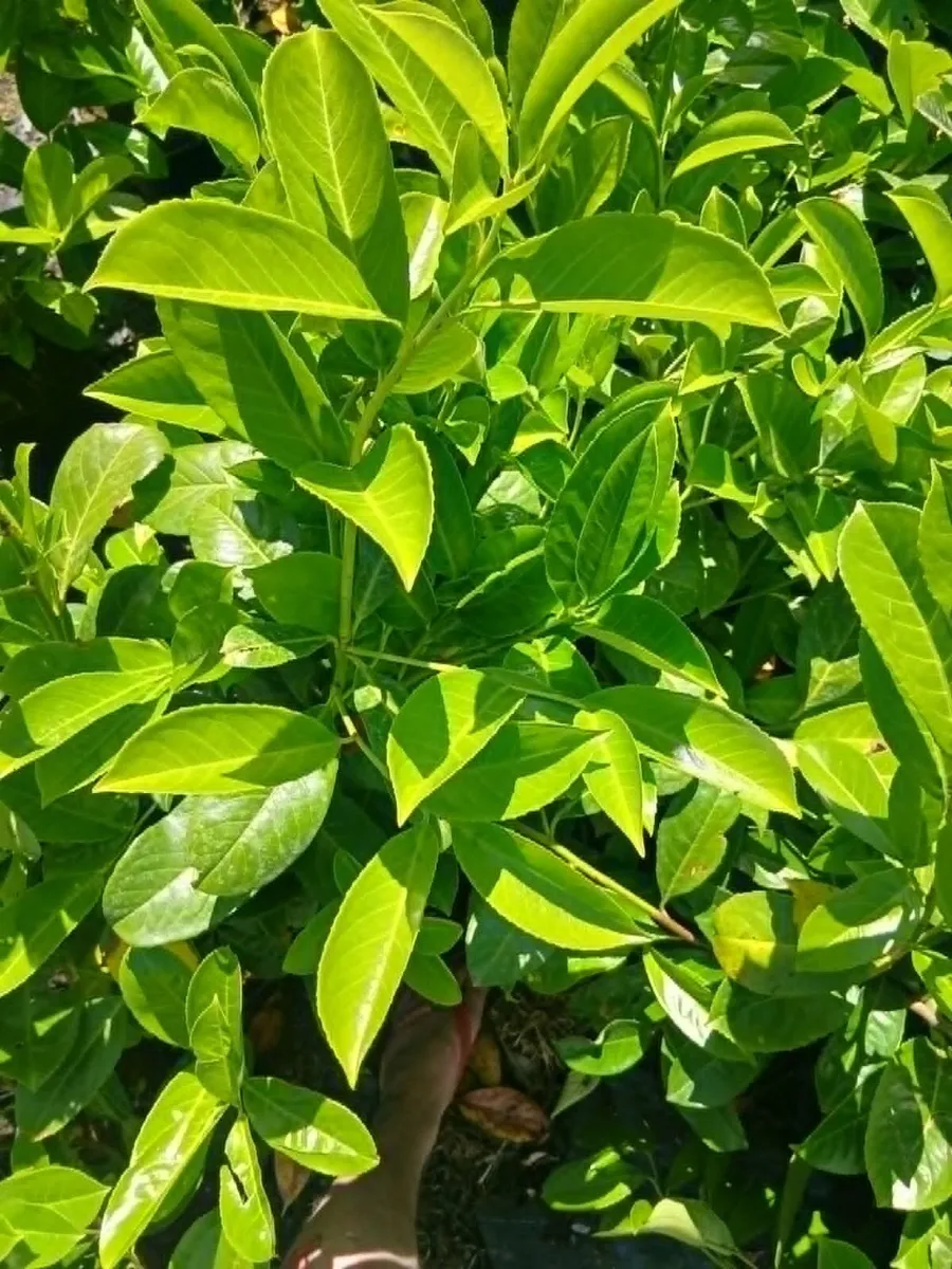 Large Laurel Hedging 3 feet tall and bushy - Image 2