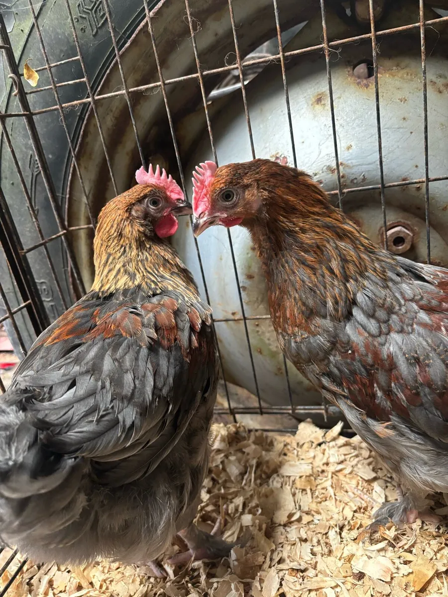 Black Copper Marren Roosters - Image 1
