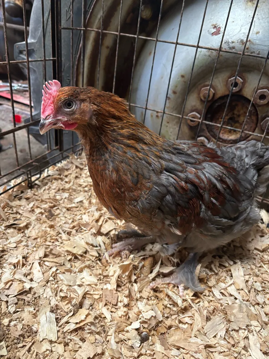 Black Copper Marren Roosters - Image 2