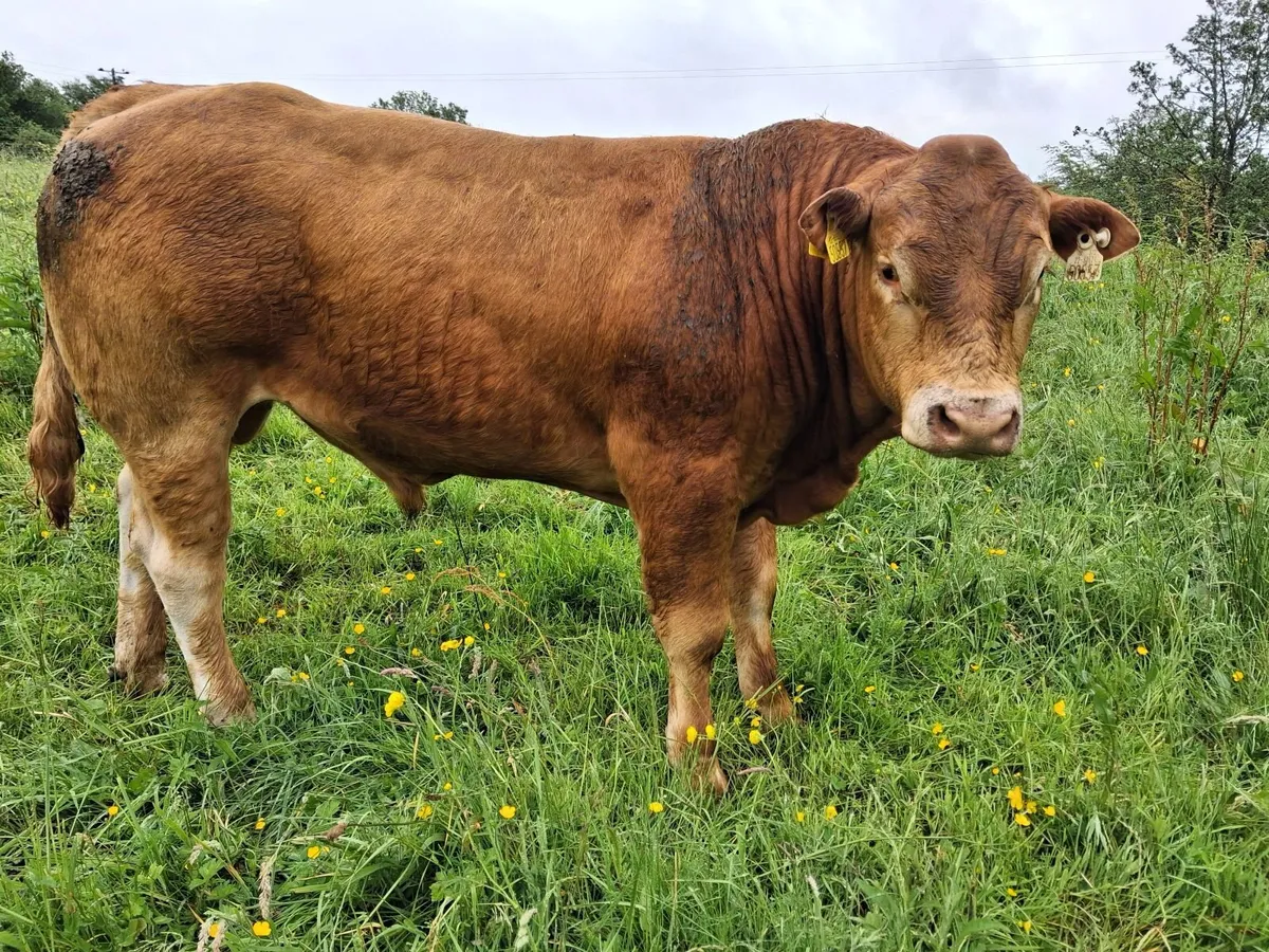 Claddagh McCabe Limousin Bull, - Image 2