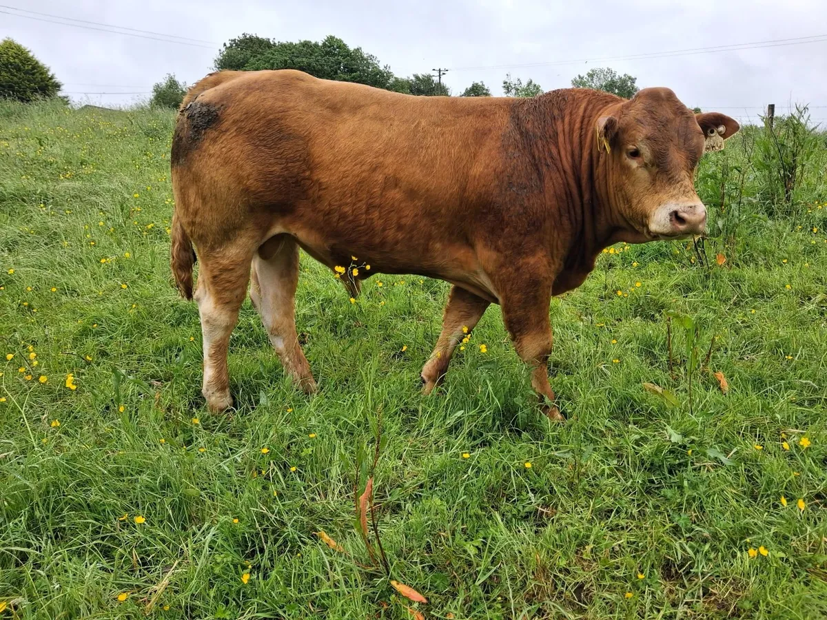 Claddagh McCabe Limousin Bull, - Image 3