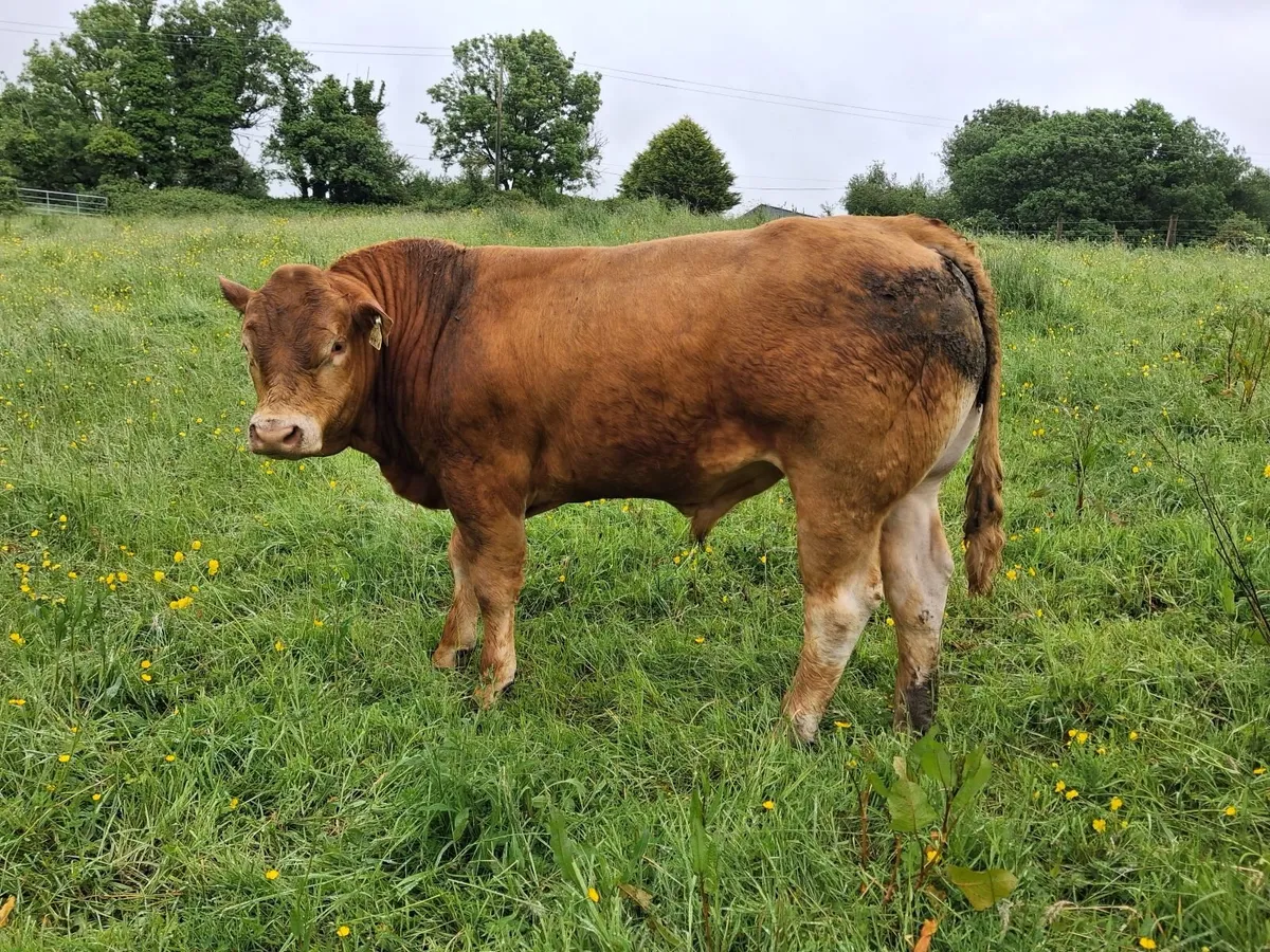 Claddagh McCabe Limousin Bull, - Image 1