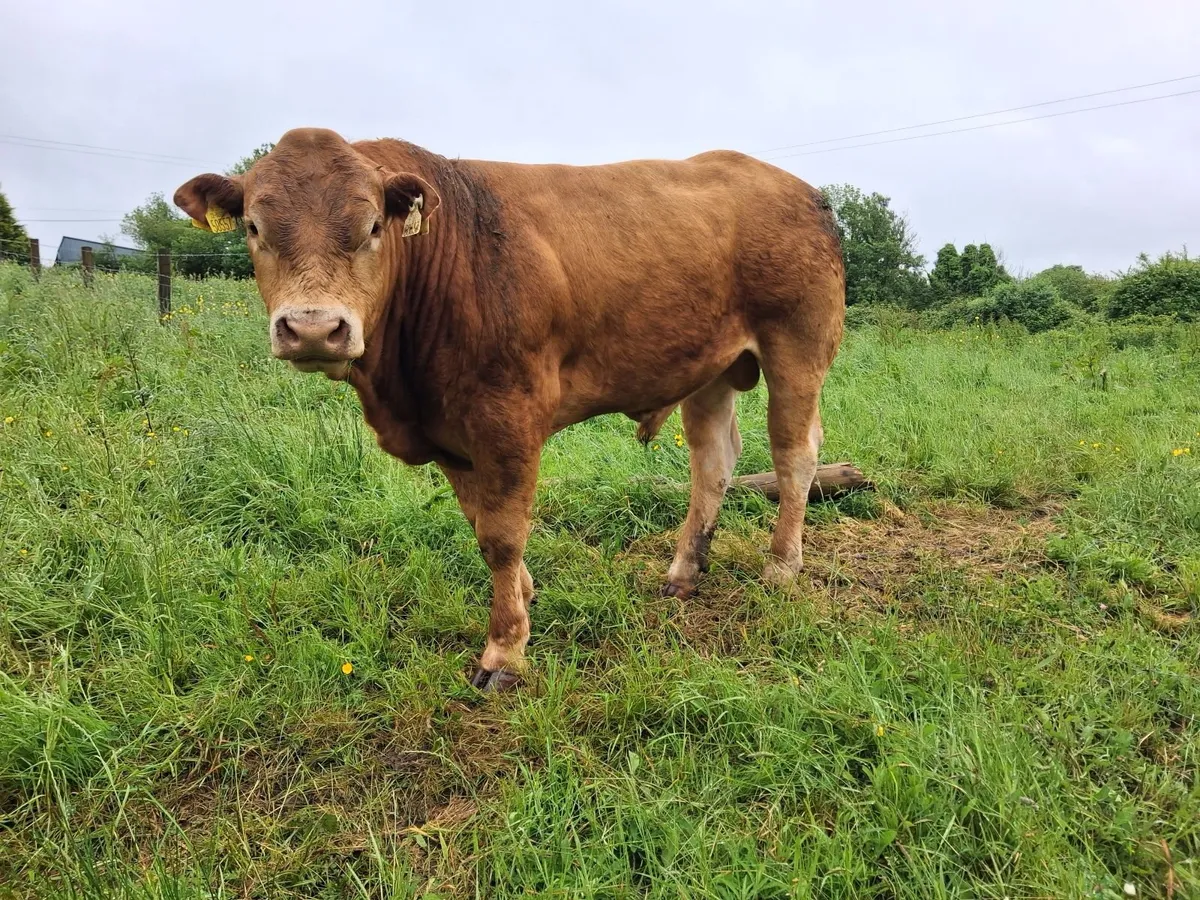 Claddagh McCabe Limousin Bull, - Image 4