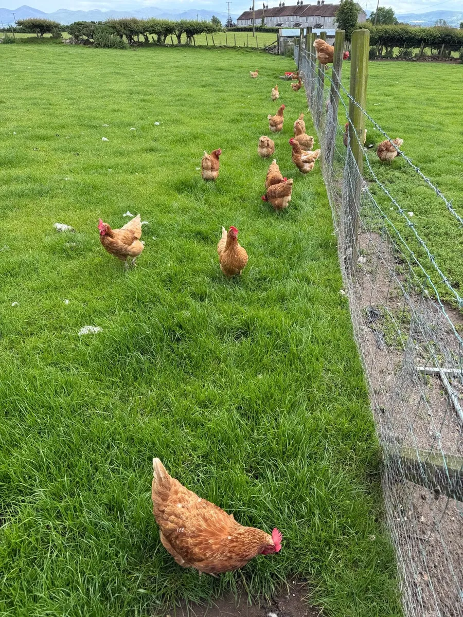 Hens - Image 2