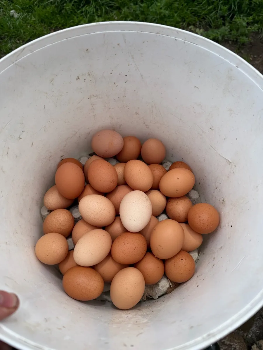 Hens - Image 3