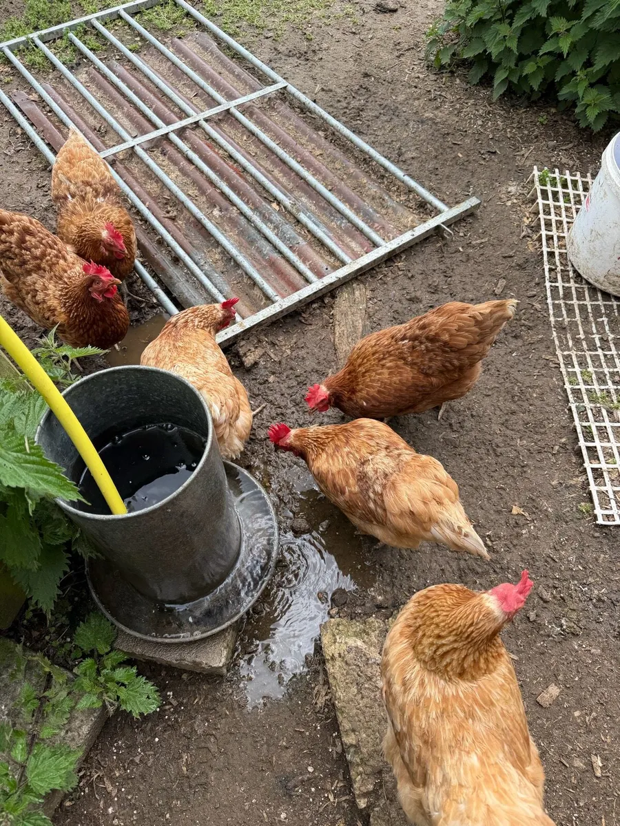 Hens - Image 1
