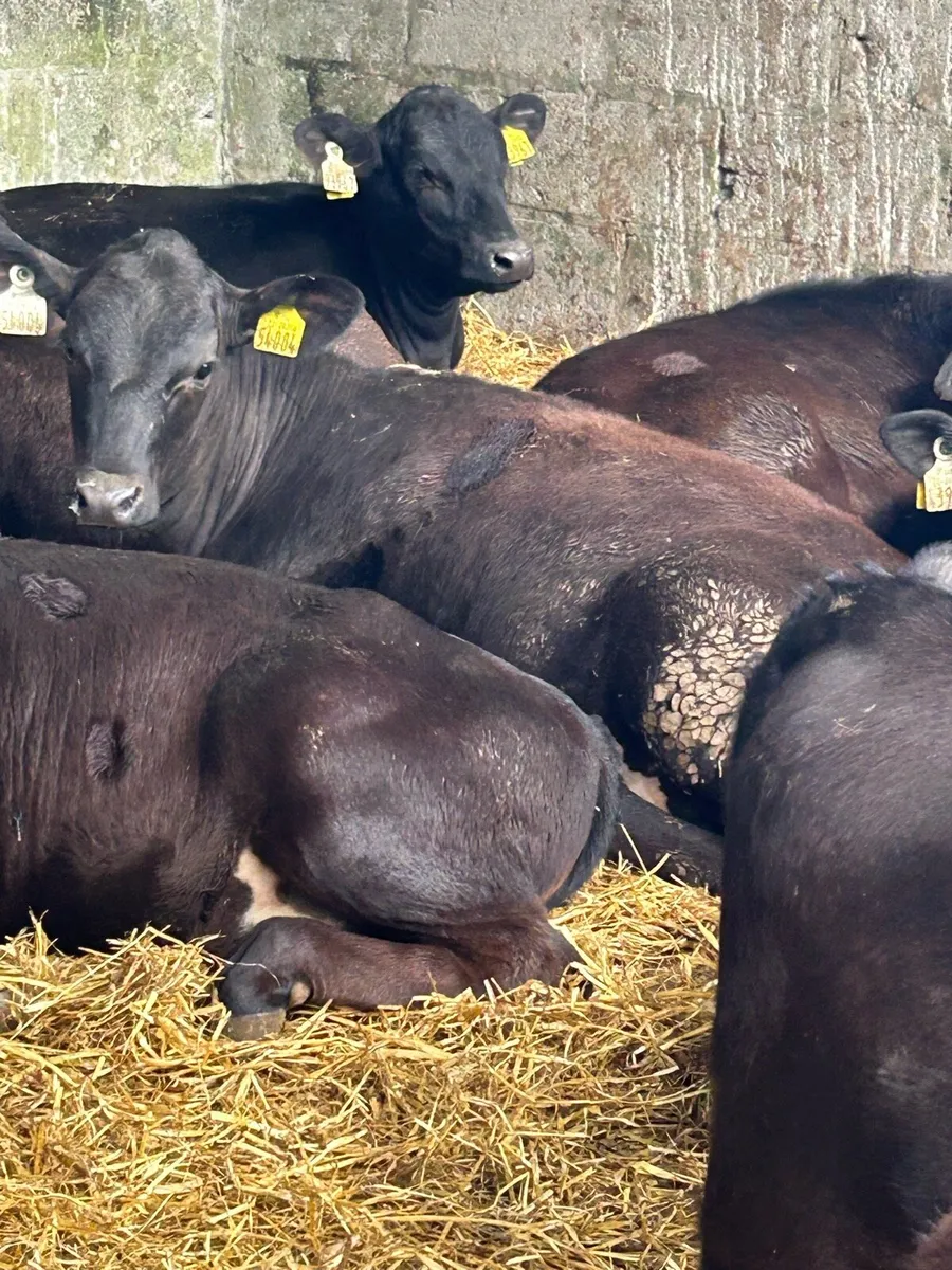 12 TOP QUALITY ABERDEEN ANGUS HEIFER WEANLINGS - Image 3