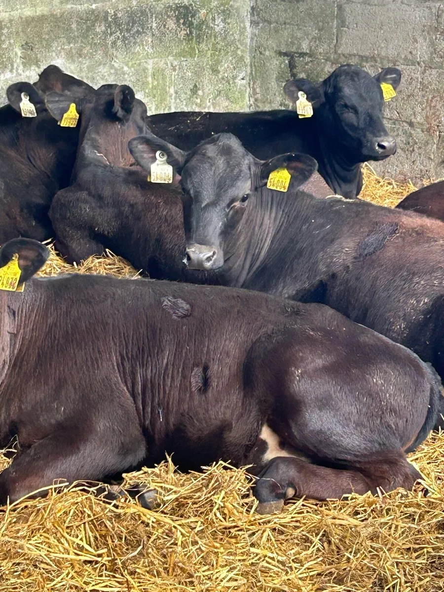 12 TOP QUALITY ABERDEEN ANGUS HEIFER WEANLINGS - Image 1