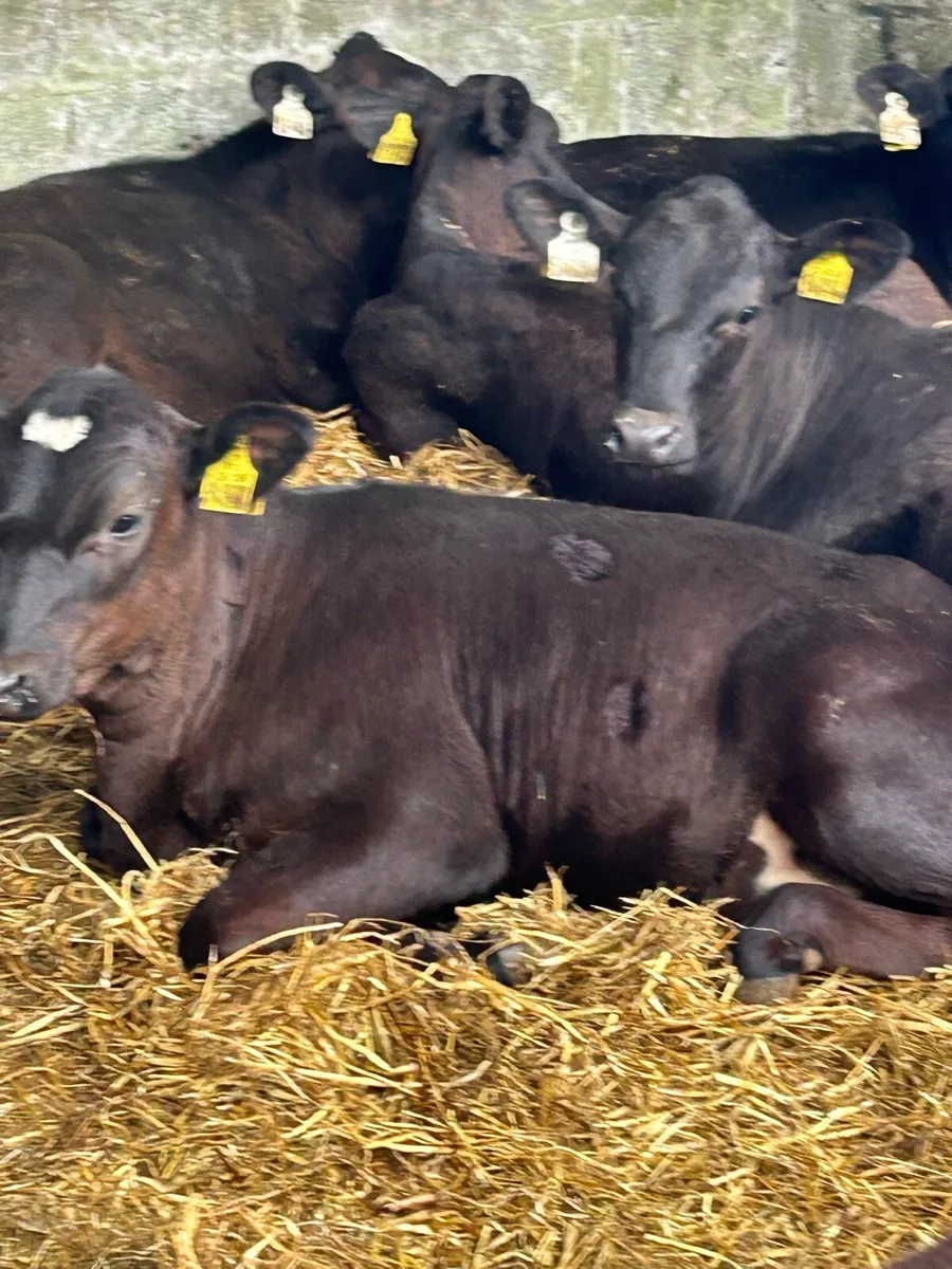 12 TOP QUALITY ABERDEEN ANGUS HEIFER WEANLINGS - Image 2