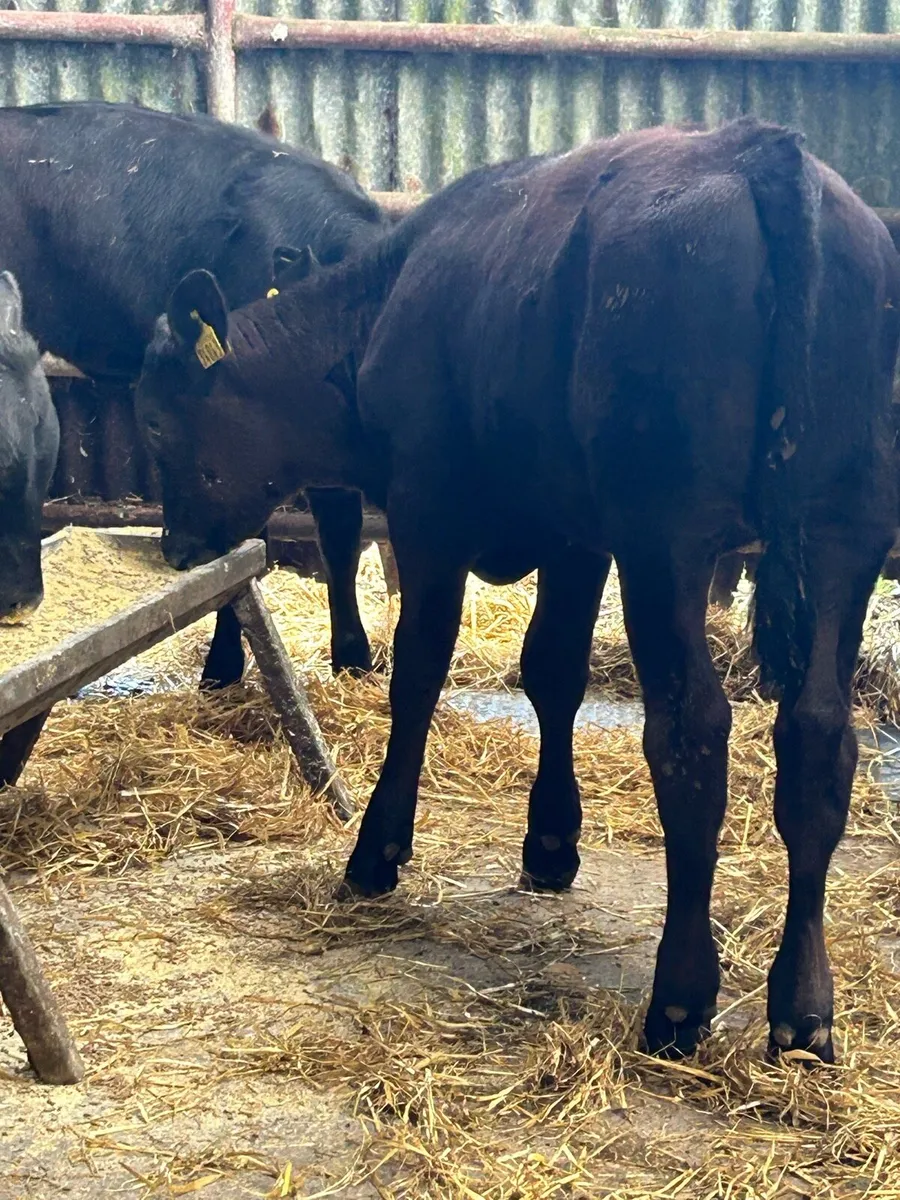 12 TOP QUALITY ABERDEEN ANGUS HEIFER WEANLINGS - Image 4