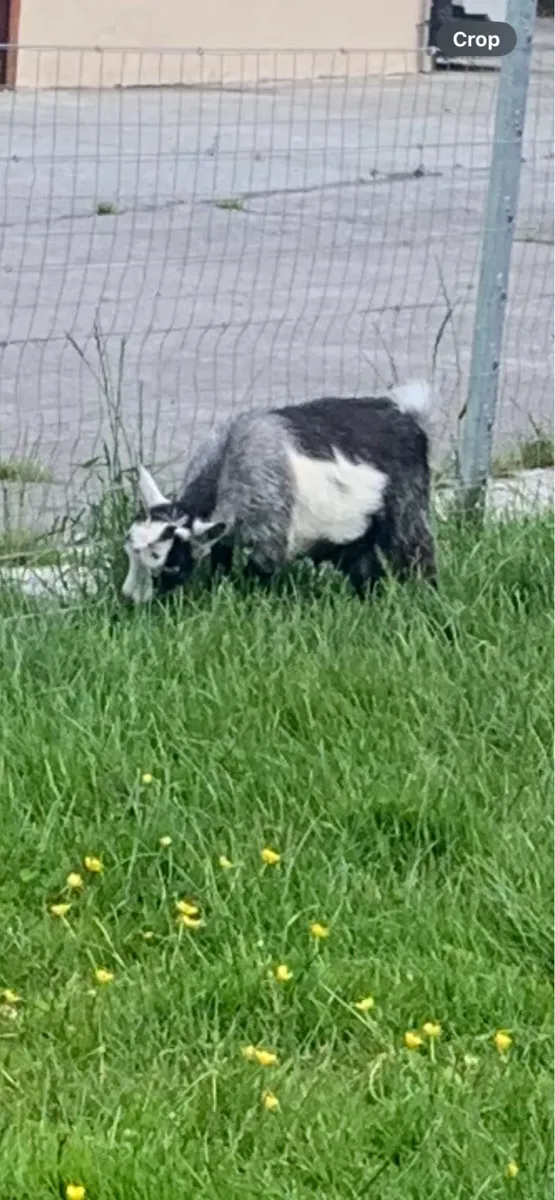Pigmy Goats - Image 1