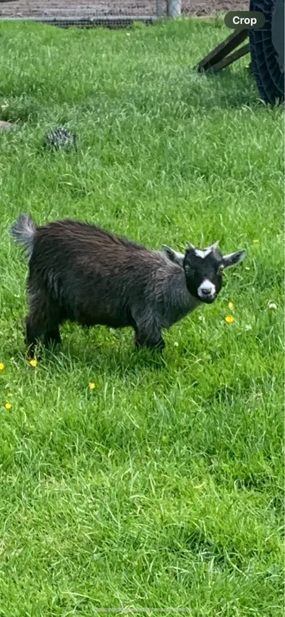 Pigmy Goats - Image 2