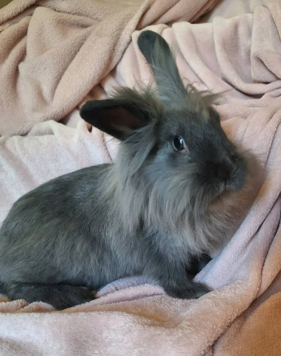 Rabbit - Image 1