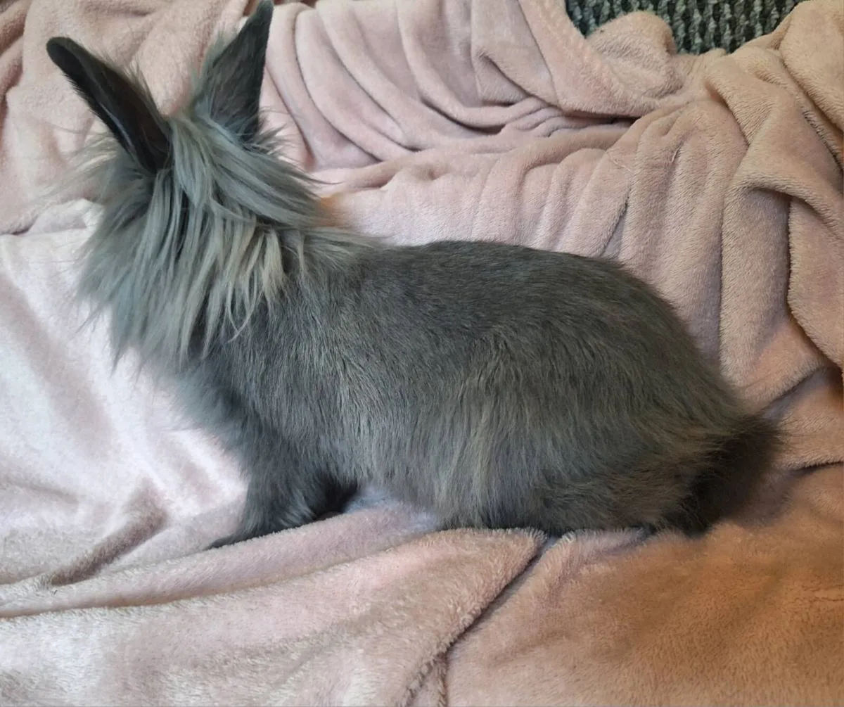 Rabbit - Image 3